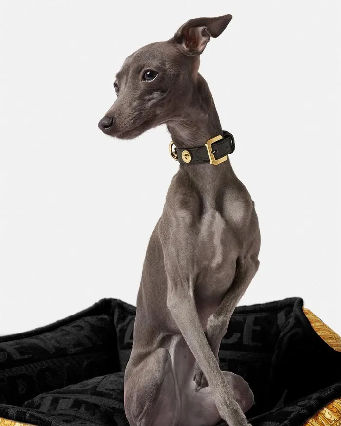 Icon Small Pet Collar Black Home and Lifestyle Versace Pet Accessories