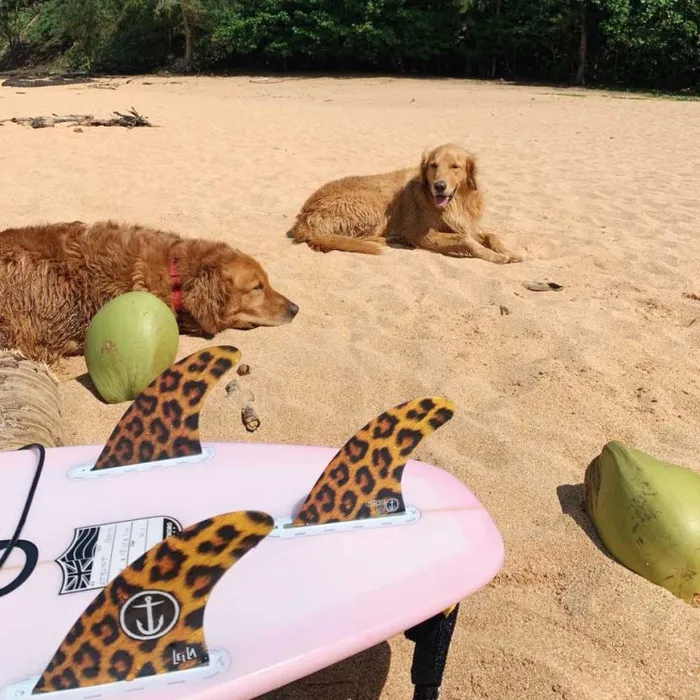 Leila Hurst Cheetah Small Single Tab 8211 Cheetah Mens Volcom Accessories
